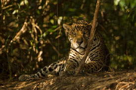 jaguar in forest